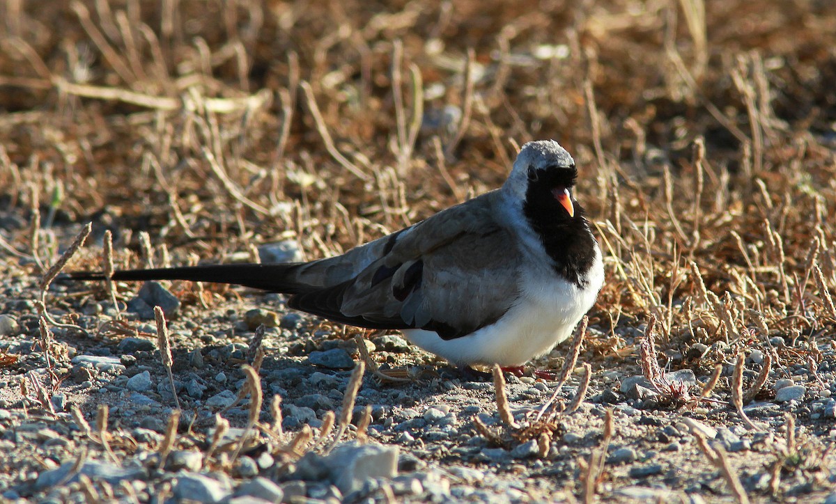Namaqua Dove - Guy Poisson