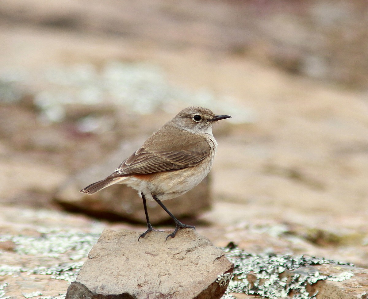 Sickle-winged Chat - ML107542611