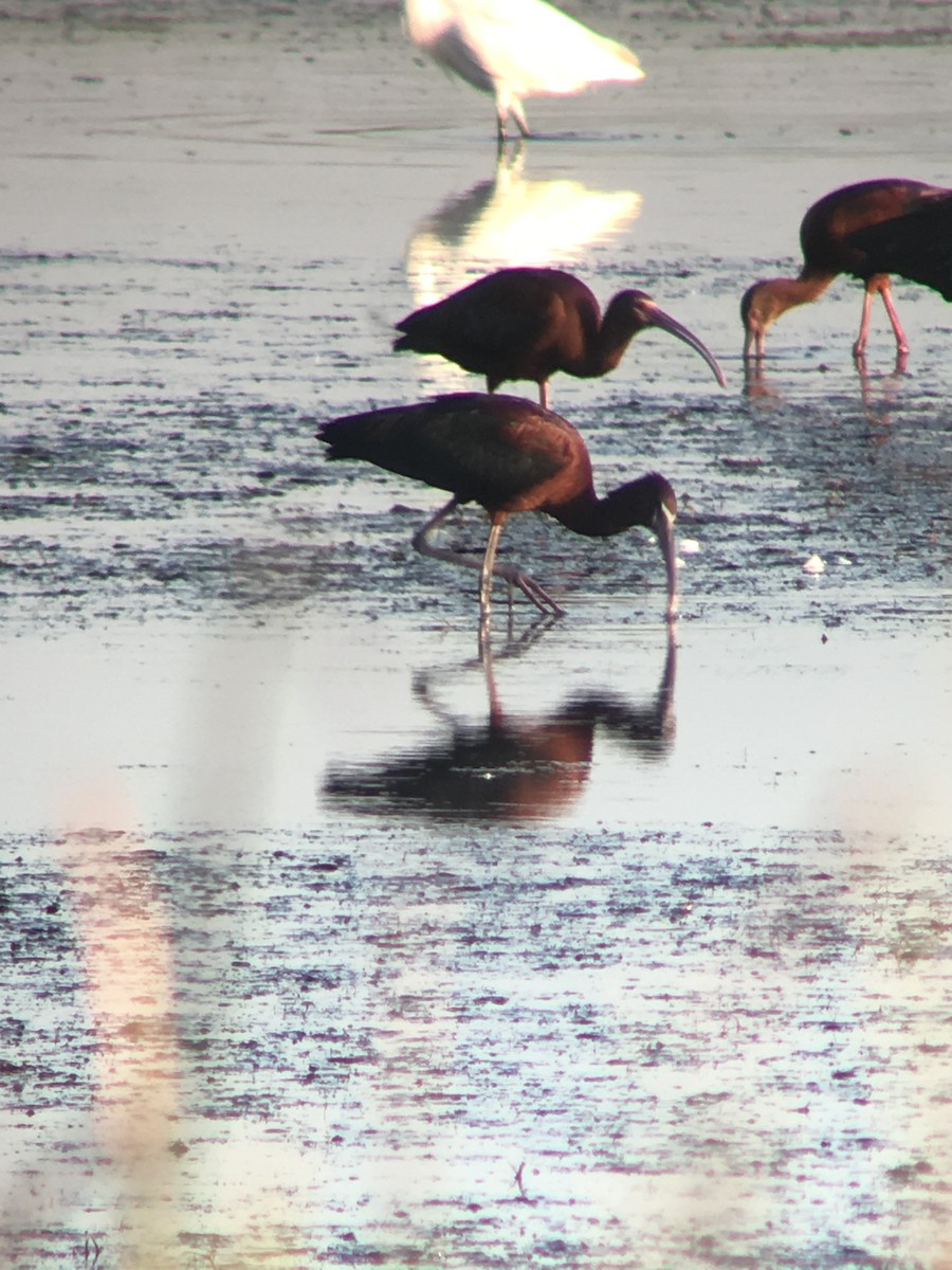 Glossy Ibis - Austin Young