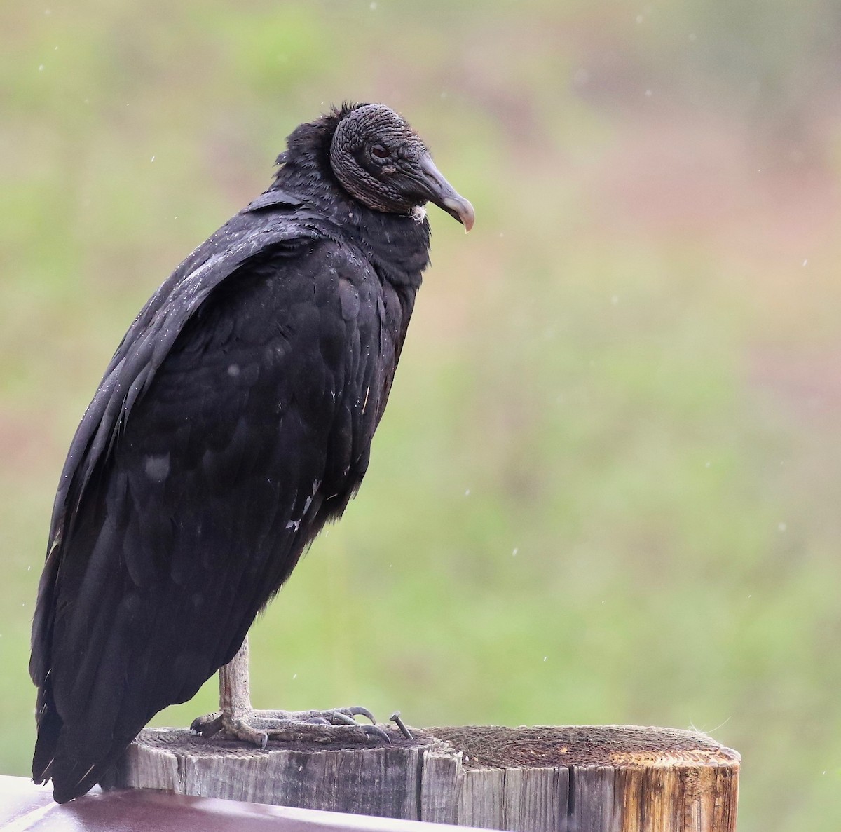 Black Vulture - Craig Robson
