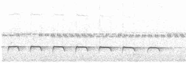 Weißbinden-Ameisenvogel - ML107547591