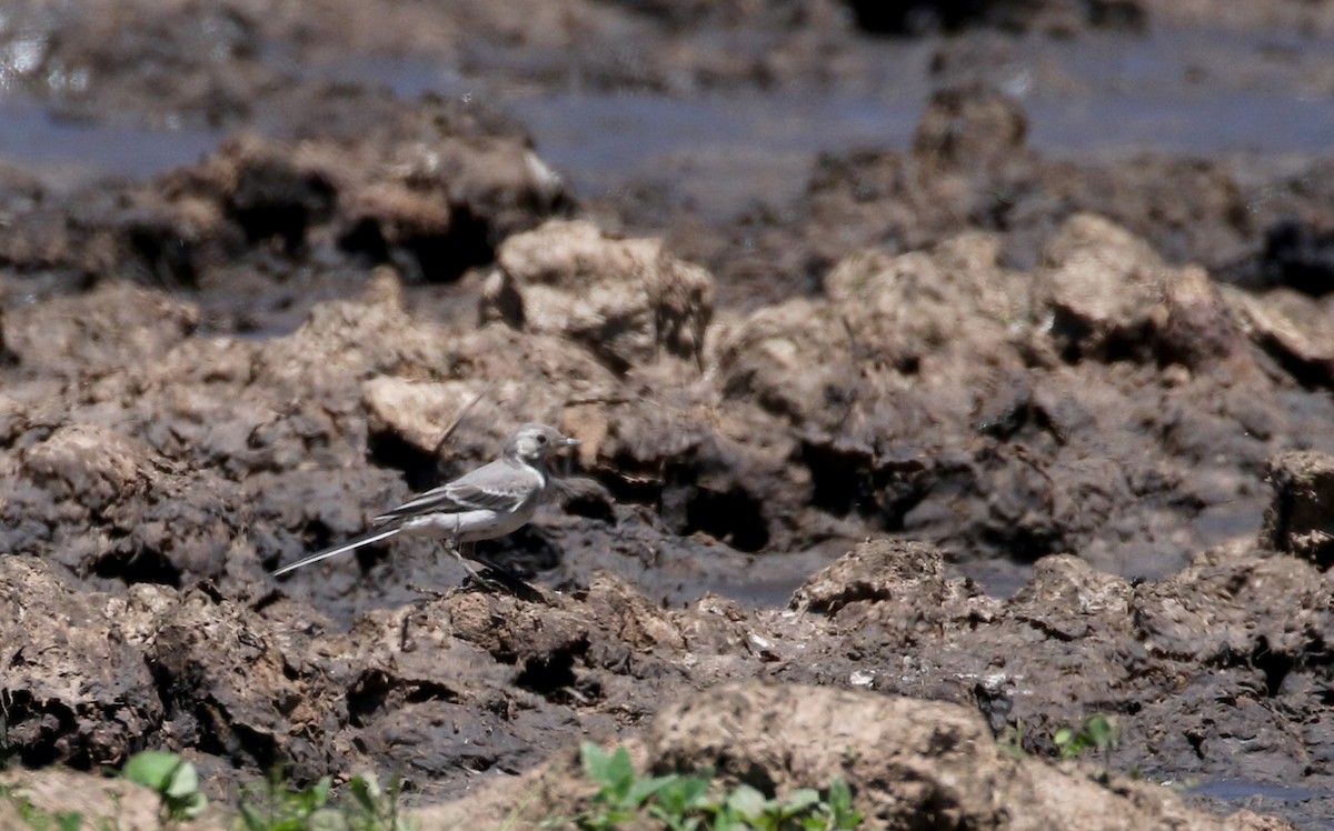 White Wagtail (White-faced) - Jay McGowan