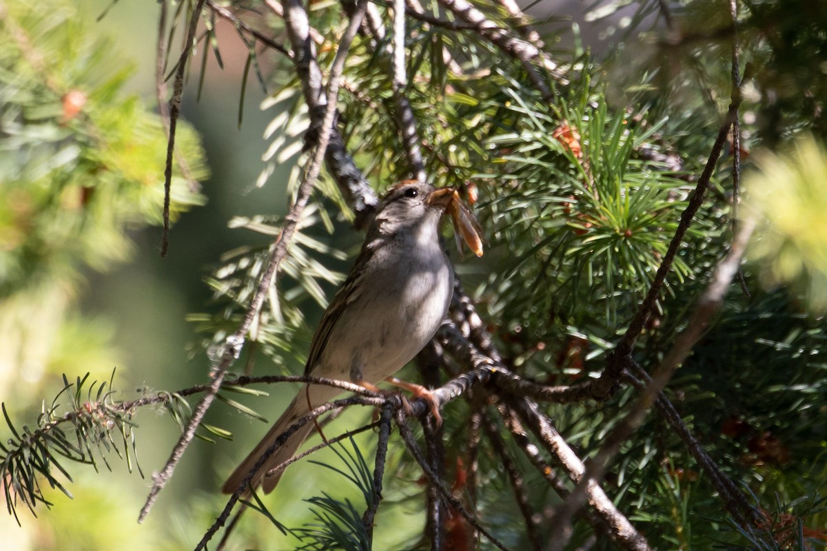 Chipping Sparrow - Audrey Addison