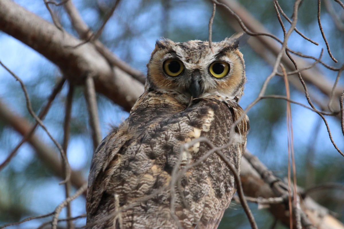 Great Horned Owl - Manuel Duran