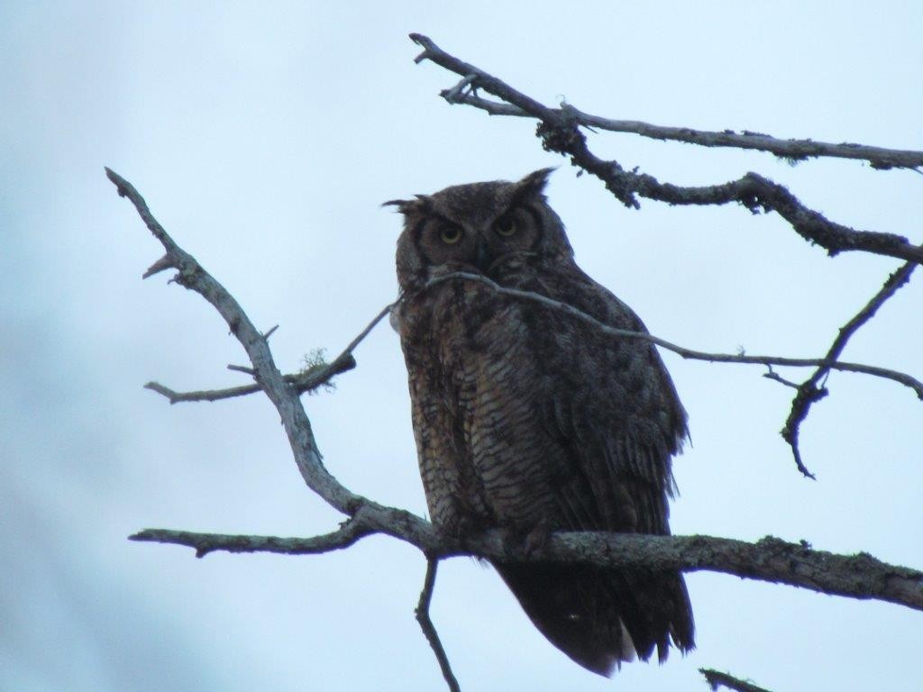 Great Horned Owl - ML107550451
