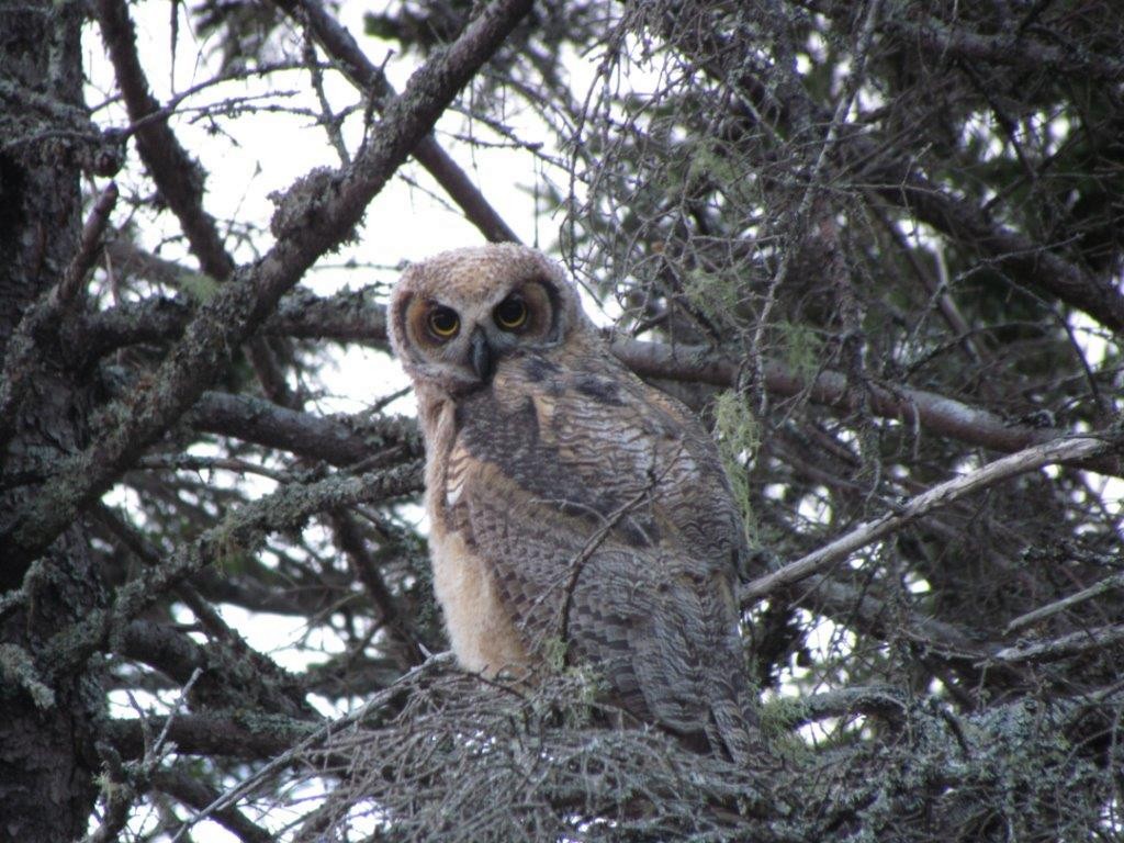 Great Horned Owl - ML107550521