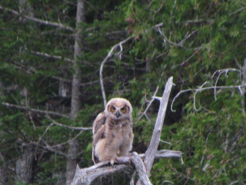Great Horned Owl - ML107550561