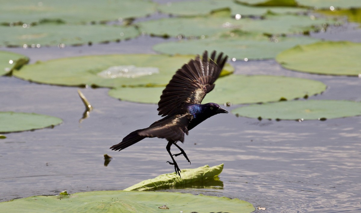 Common Grackle - Lance Runion 🦤
