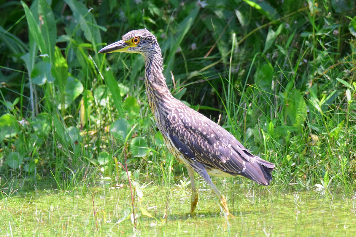 Yellow-crowned Night Heron - Perry Doggrell