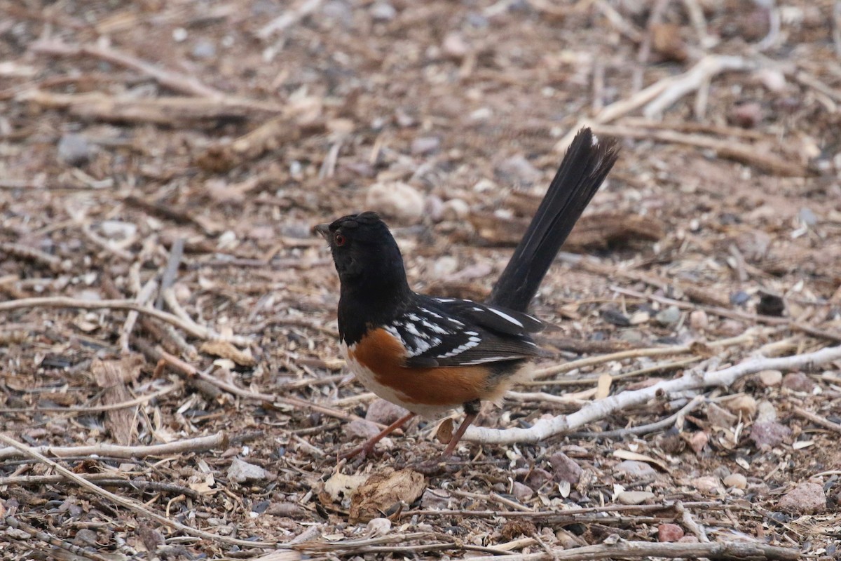 Spotted Towhee - Henry Burton