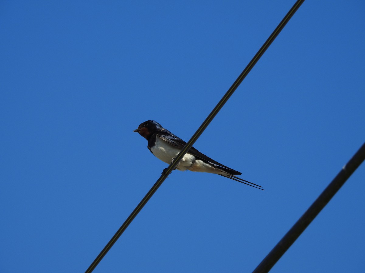 Barn Swallow - ML107554131