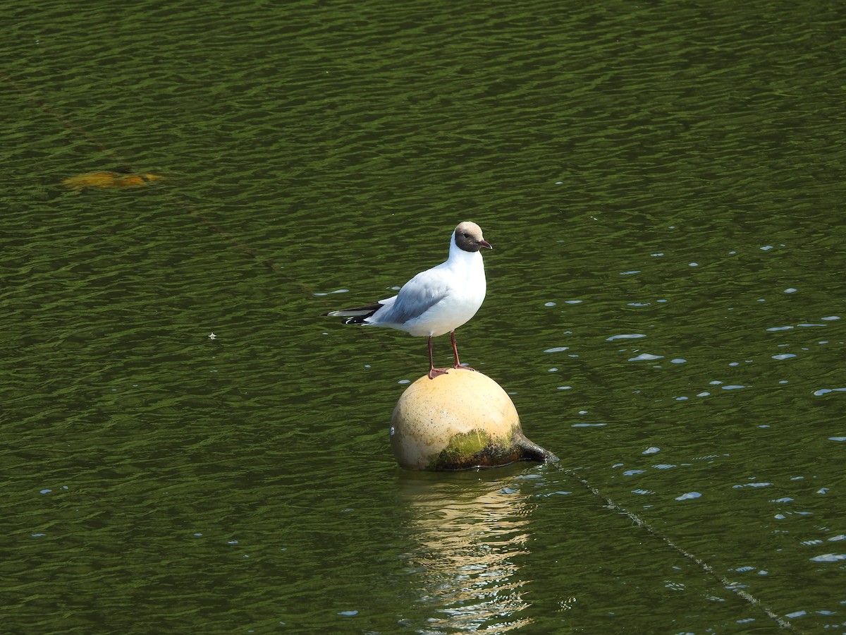 Mouette rieuse - ML107554341