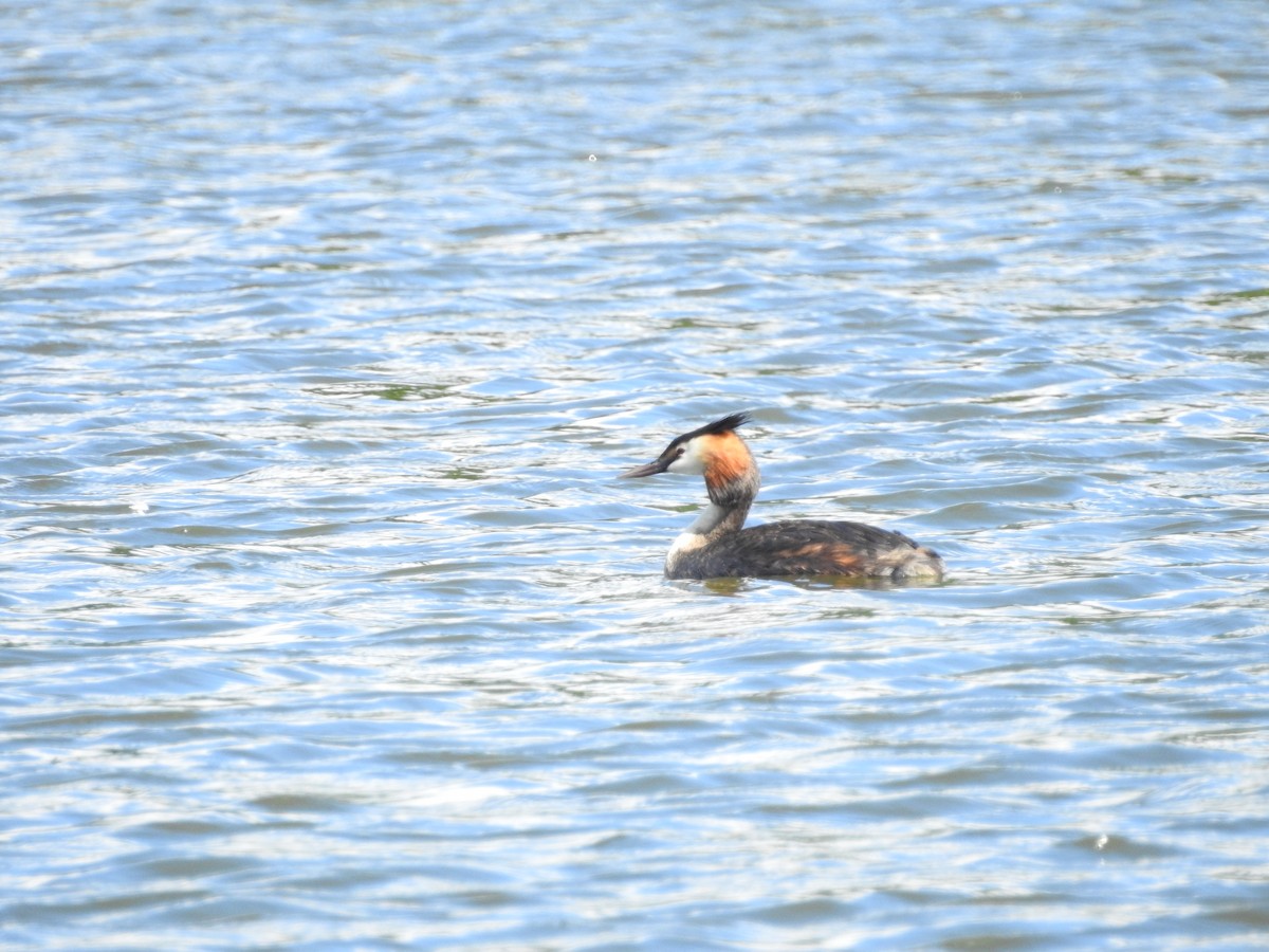 Great Crested Grebe - Daniel Peters