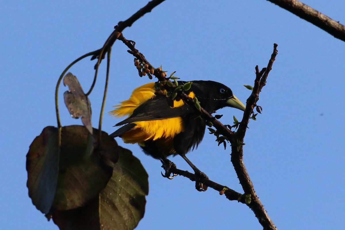 Yellow-rumped Cacique (Amazonian) - Dan Jones