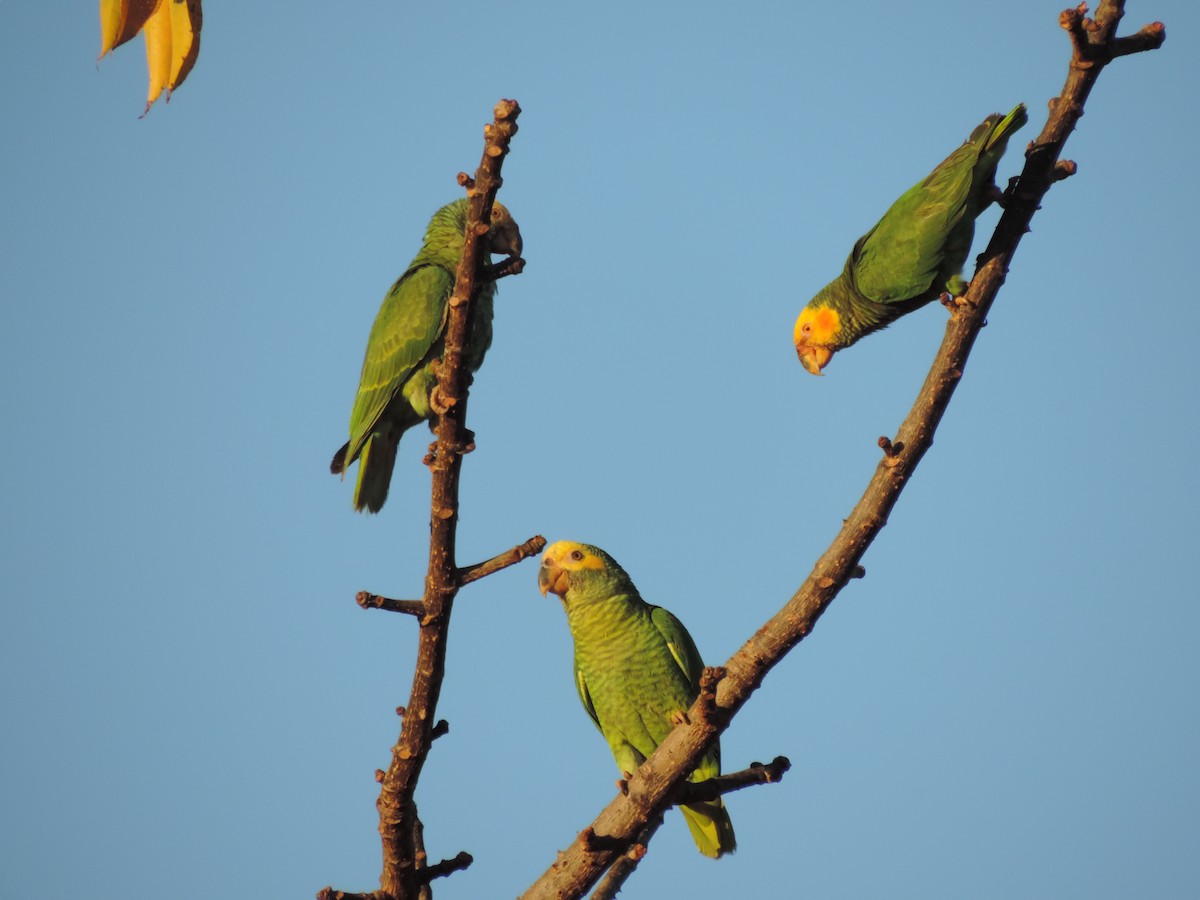 Yellow-faced Parrot - ML107559511