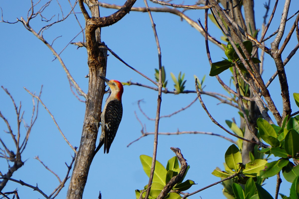 Red-bellied Woodpecker - Mark Songer