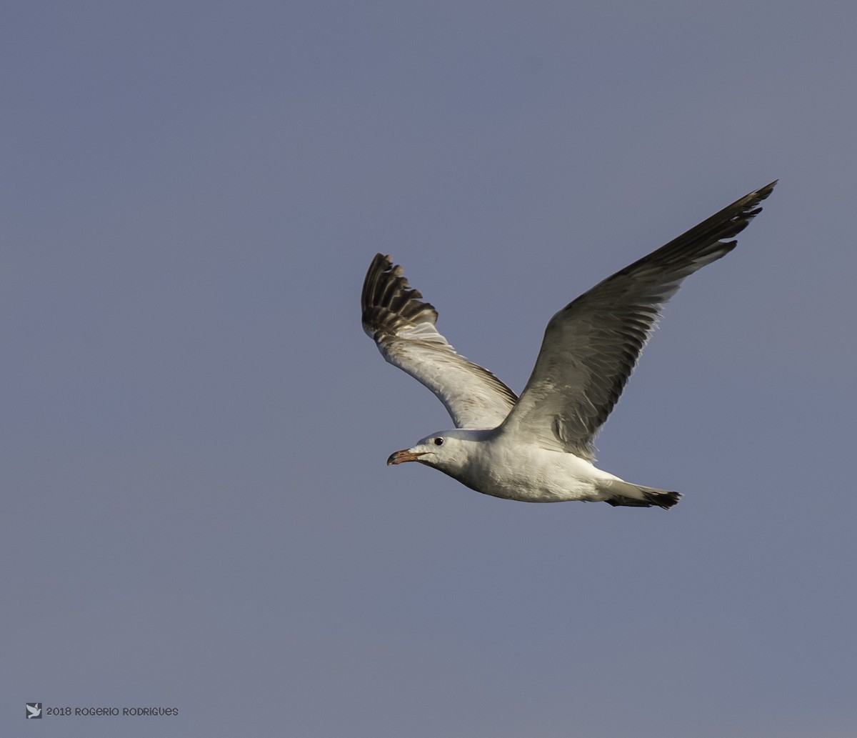 Audouin's Gull - Rogério Rodrigues