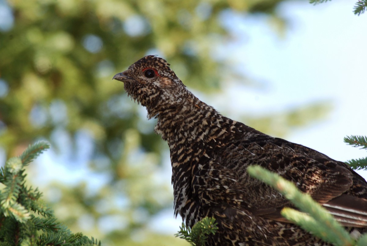 Spruce Grouse (Spruce) - Ryan O'Donnell