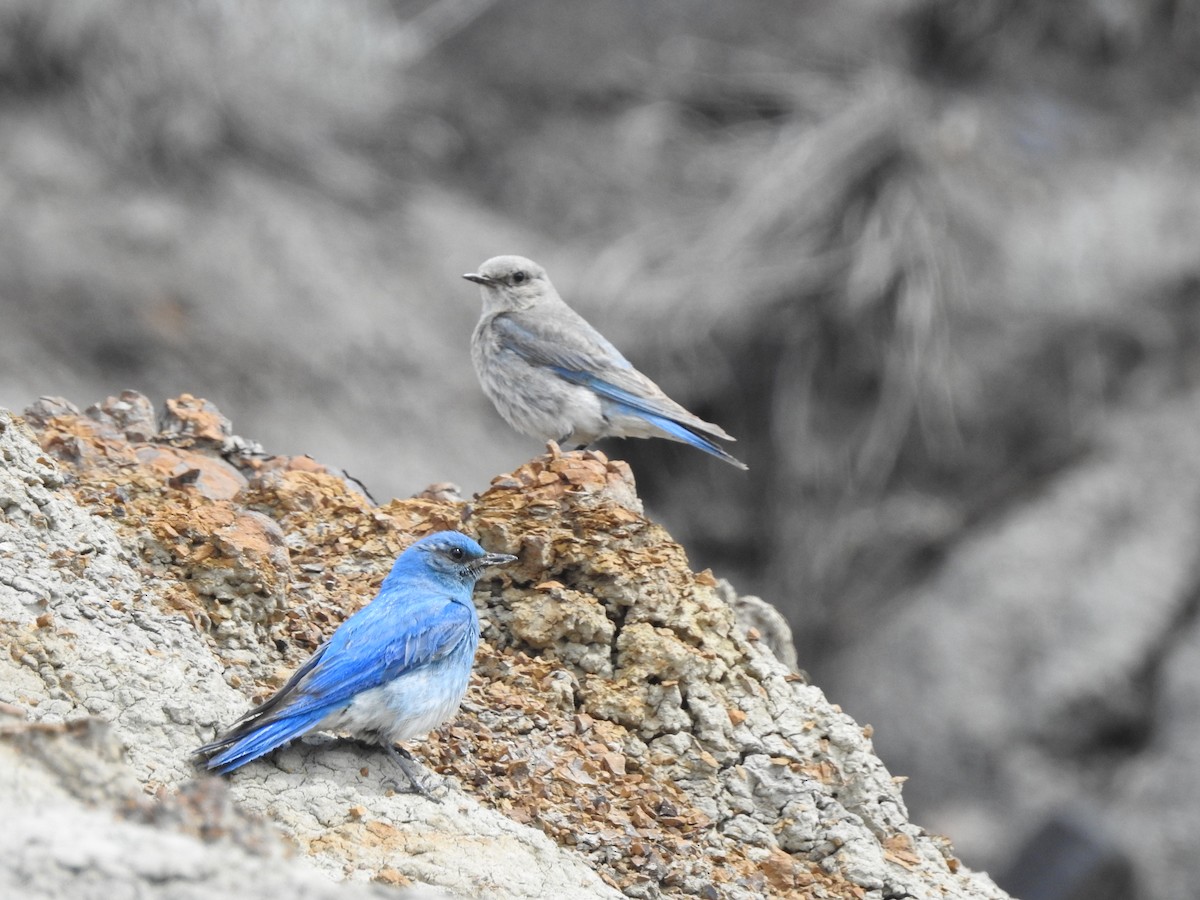 Mountain Bluebird - Saravana Moorthy