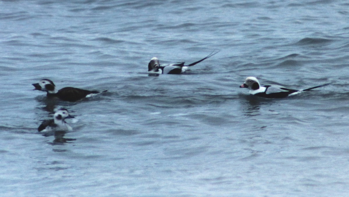 Long-tailed Duck - Dave Czaplak