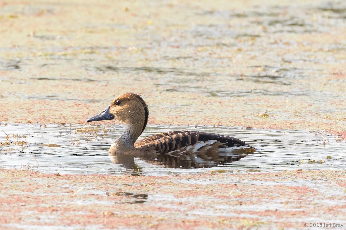 Fulvous Whistling-Duck - Jeff Bray