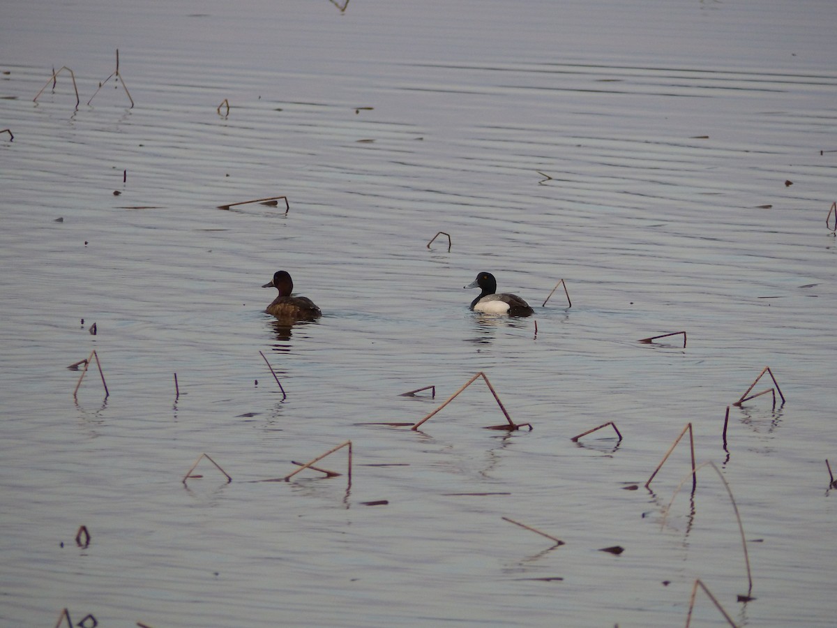 Greater Scaup - ML107568021