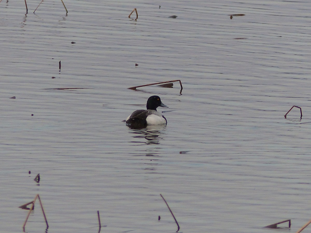 Greater Scaup - ML107568031