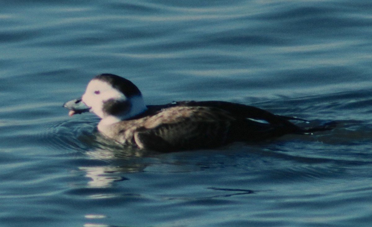 Long-tailed Duck - Dave Czaplak