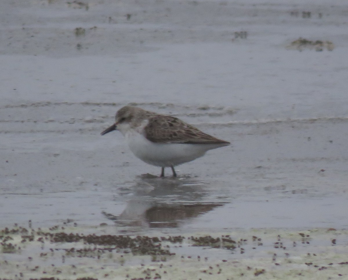 Semipalmated Sandpiper - Nick Lethaby