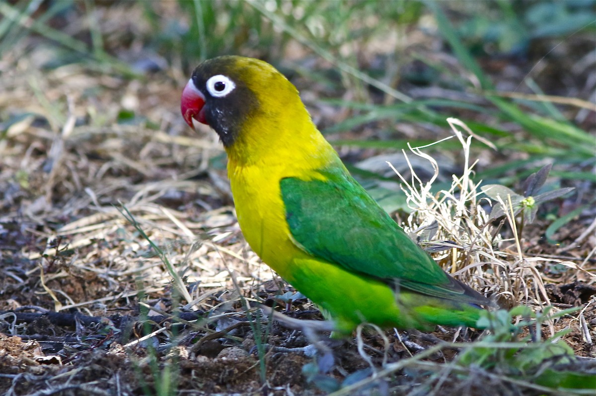 Yellow-collared Lovebird - Don Roberson