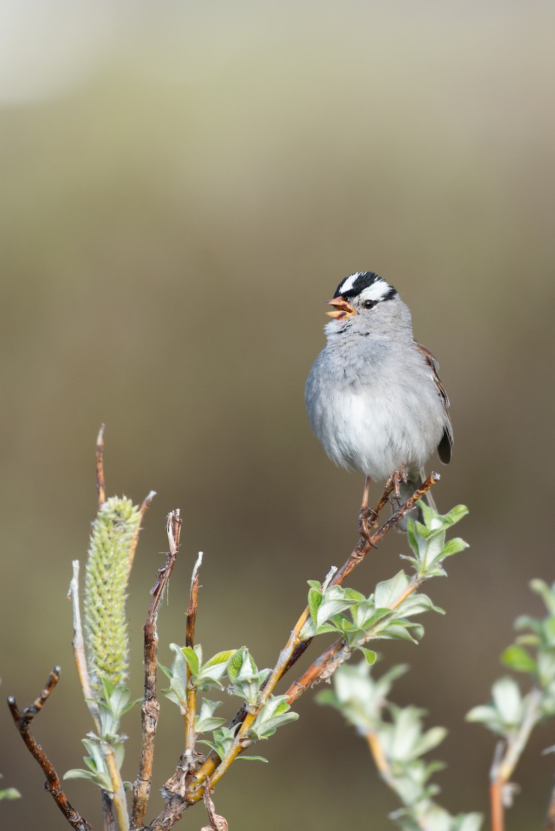 White-crowned Sparrow - Tyler Ficker