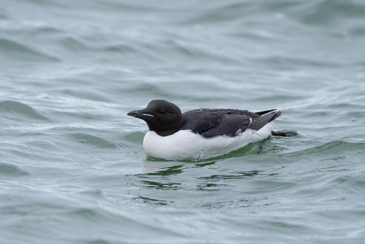 Thick-billed Murre - ML107576321