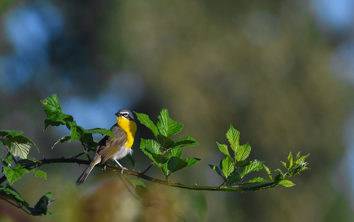 Yellow-breasted Chat - Ken Pitts
