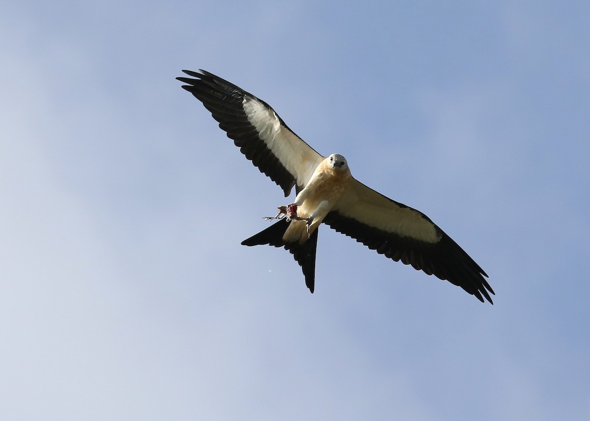 Swallow-tailed Kite - James Rieman
