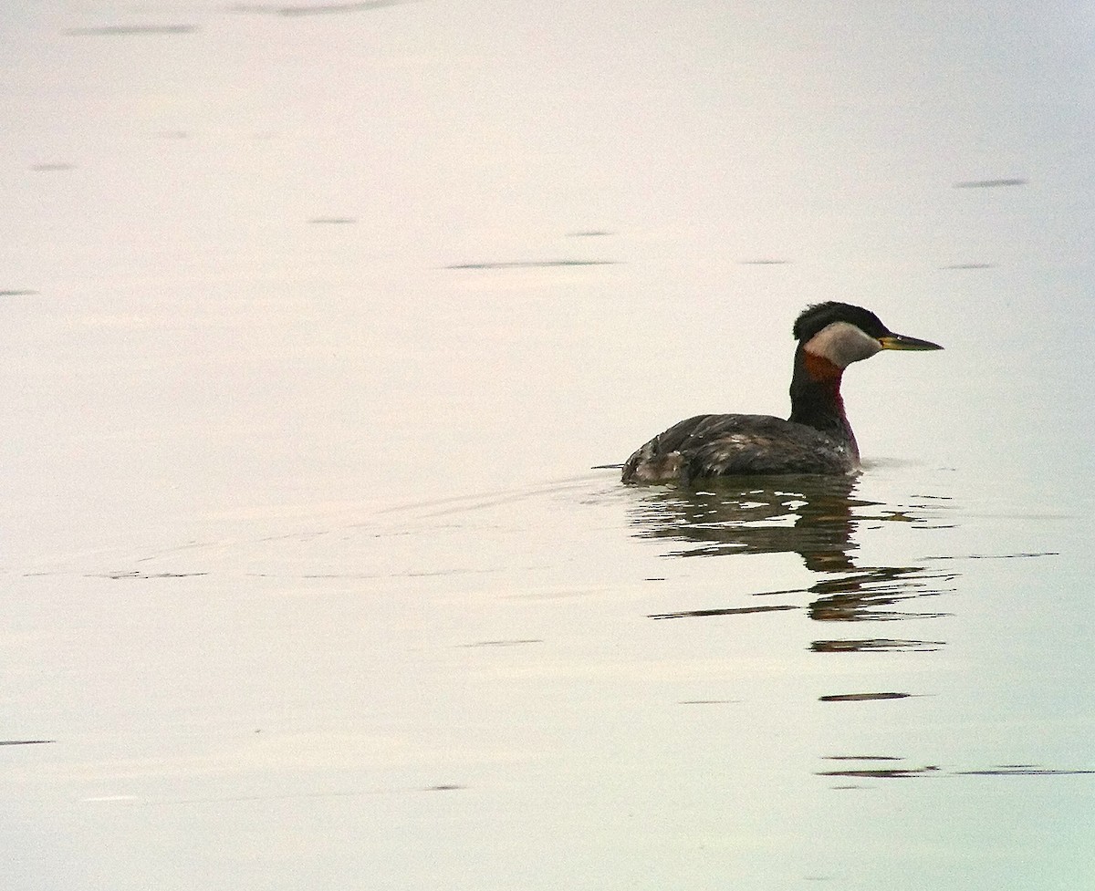 Red-necked Grebe - Art Drauglis