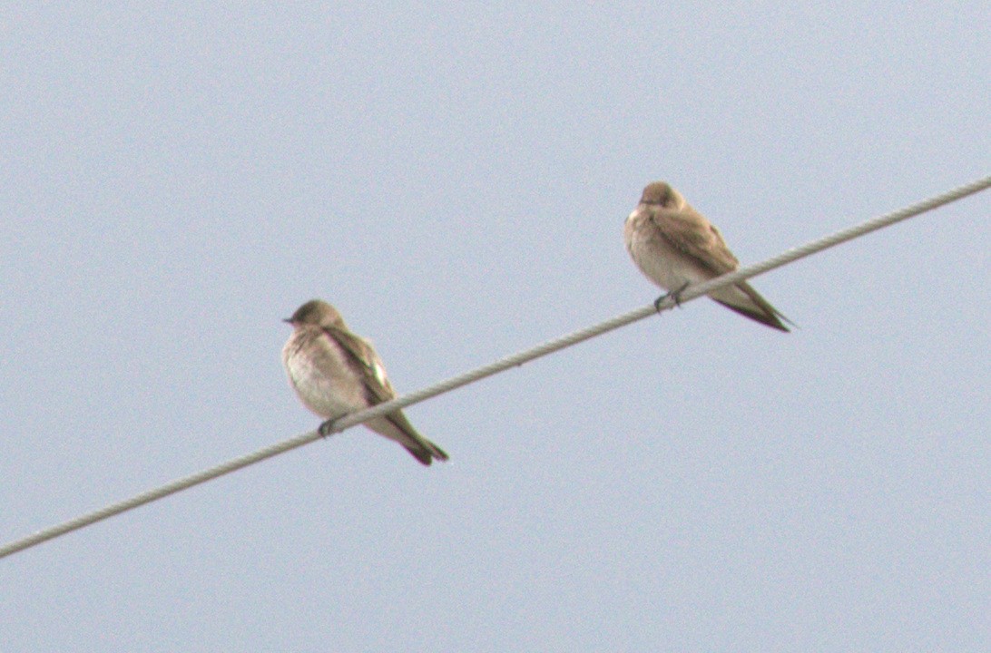 Northern Rough-winged Swallow - Ben Phalan