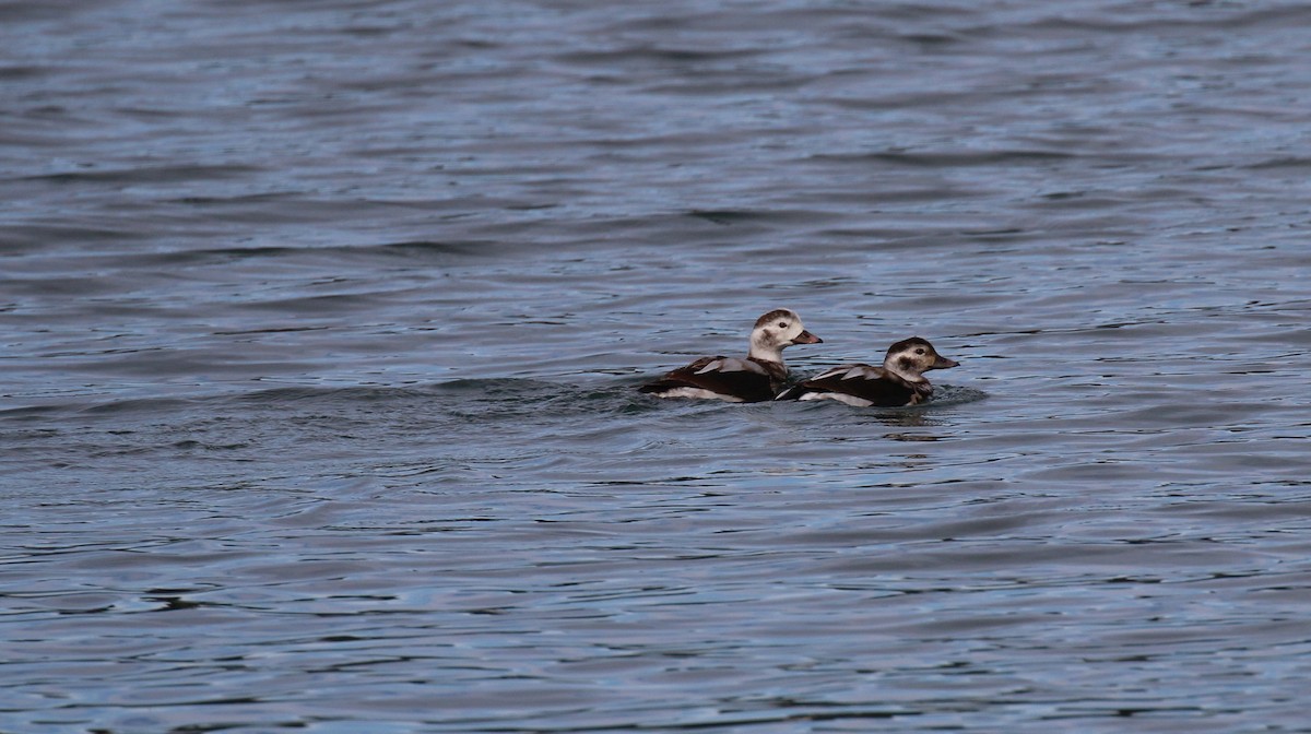 Long-tailed Duck - ML107581301