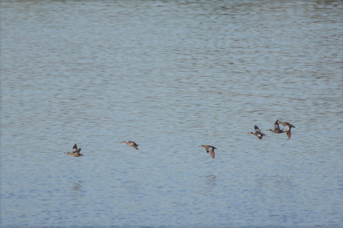 Blue-winged Teal - ML107581831
