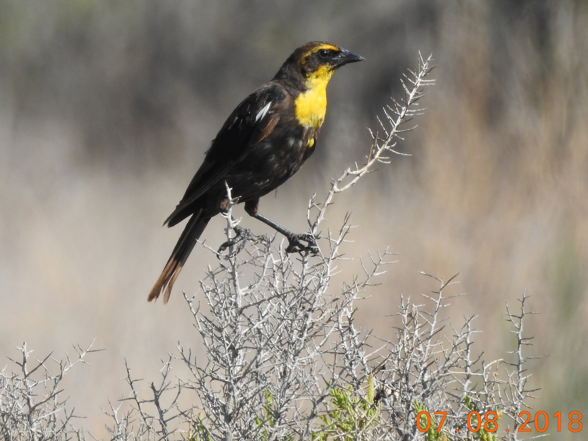 Yellow-headed Blackbird - ML107581841