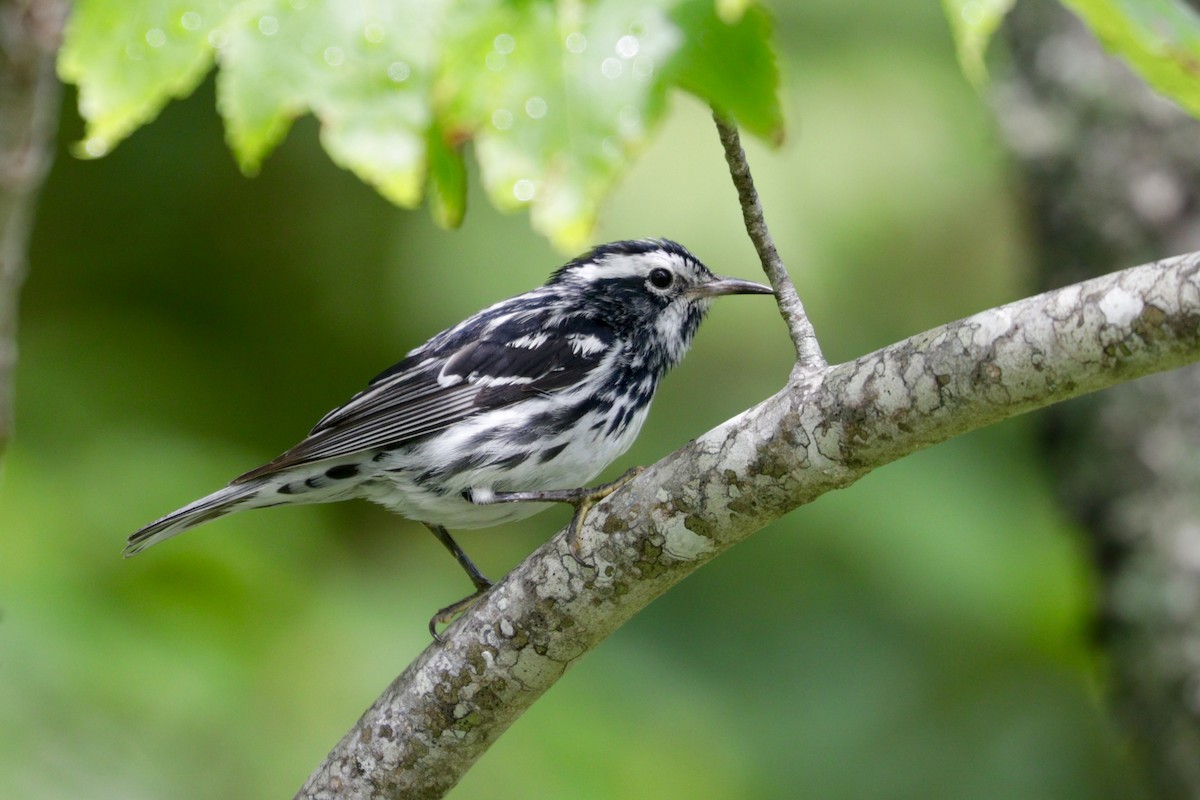 Black-and-white Warbler - ML107585921