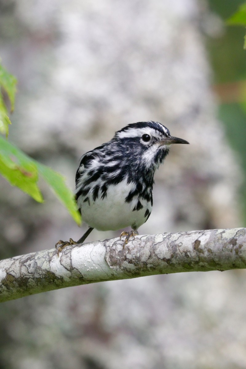 Black-and-white Warbler - Aaron Marshall