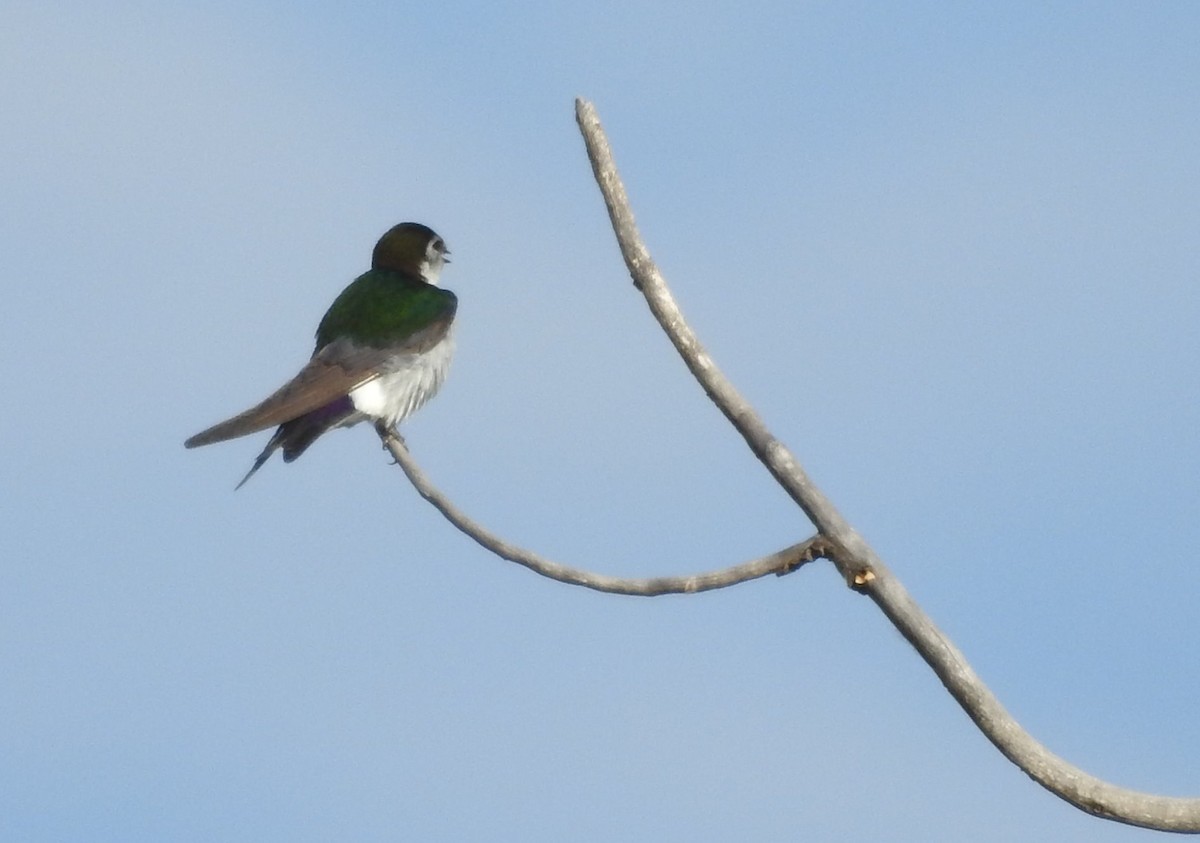 Violet-green Swallow - ML107586801