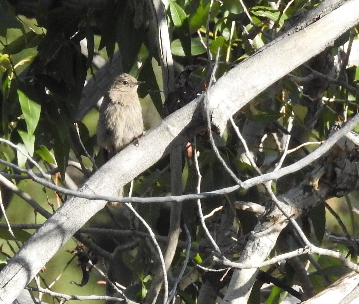 Townsend's Solitaire - ML107586861