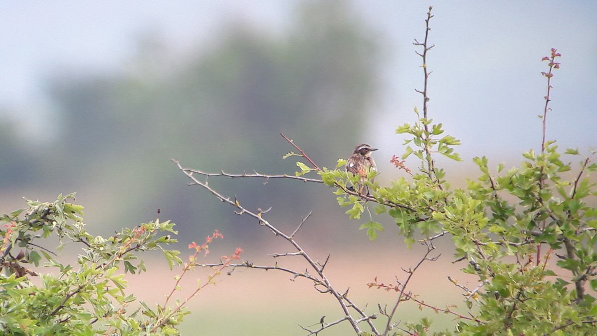 Whinchat - ML107589371