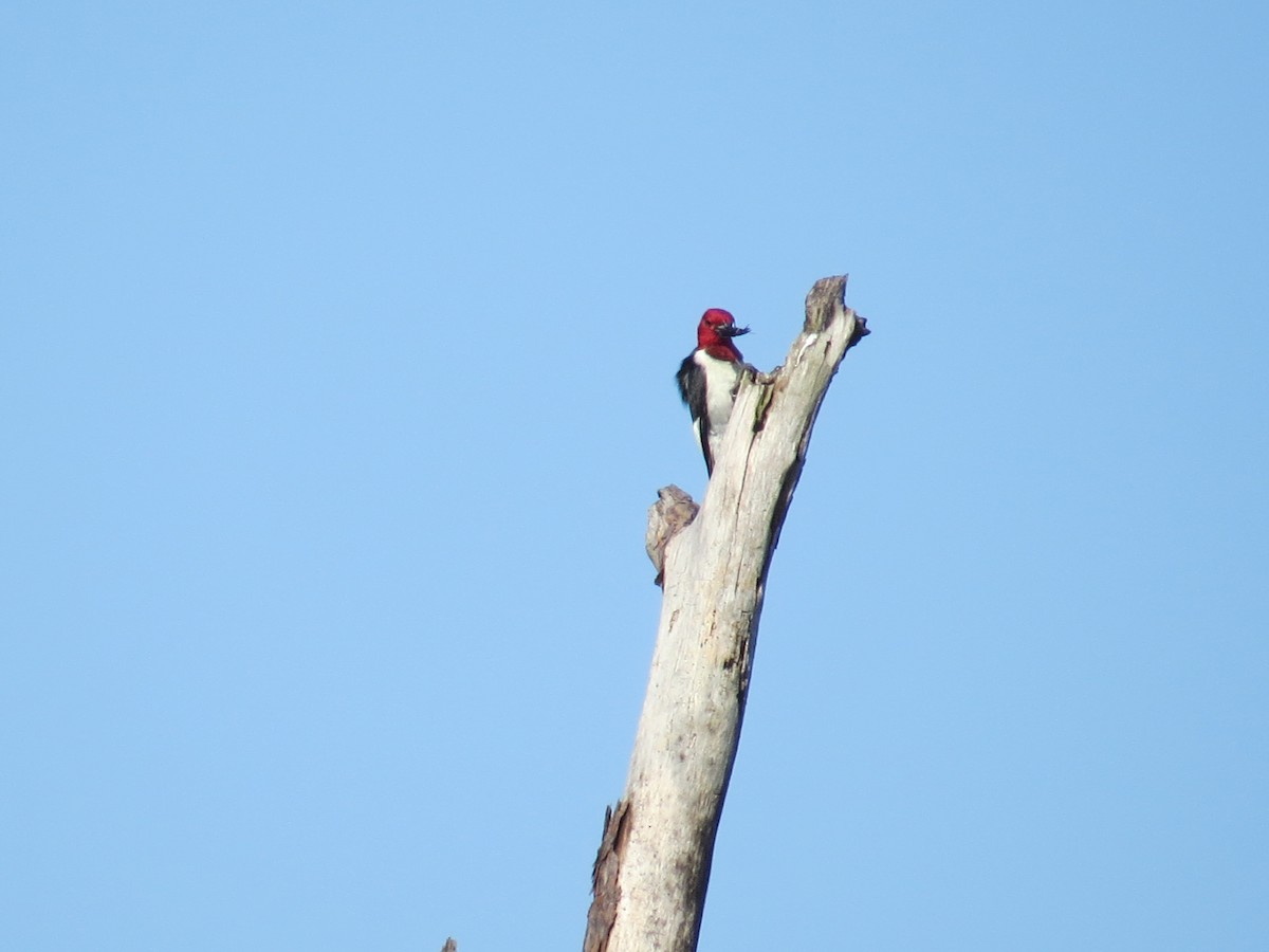 Red-headed Woodpecker - Mia Keriazes