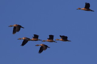Fulvous Whistling-Duck, ML107591051