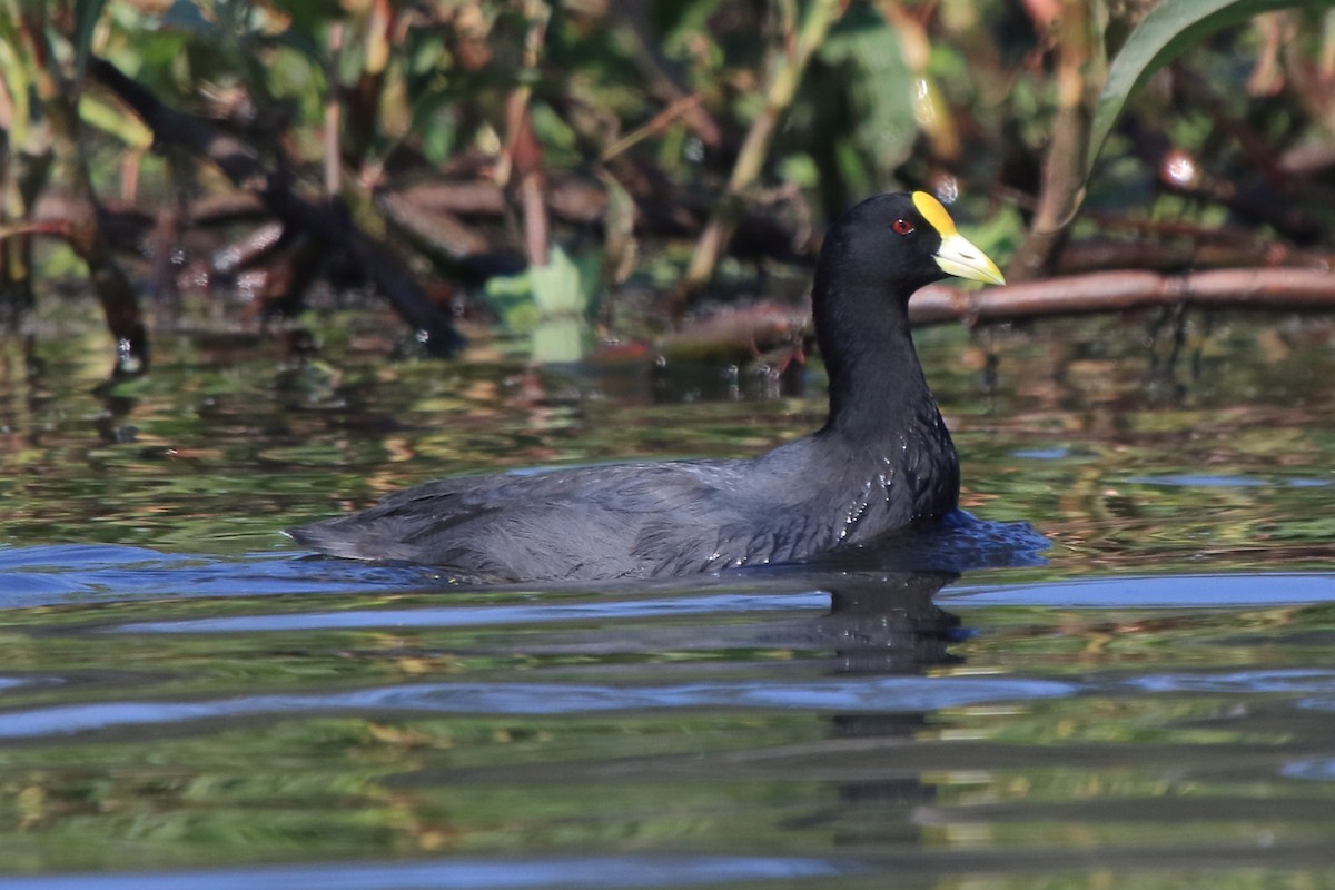 White-winged Coot - ML107592261