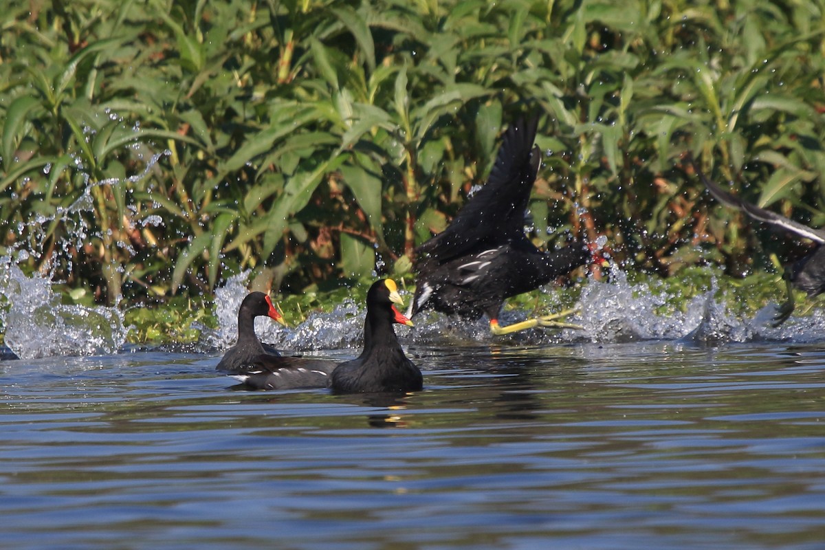 White-winged Coot - ML107592271