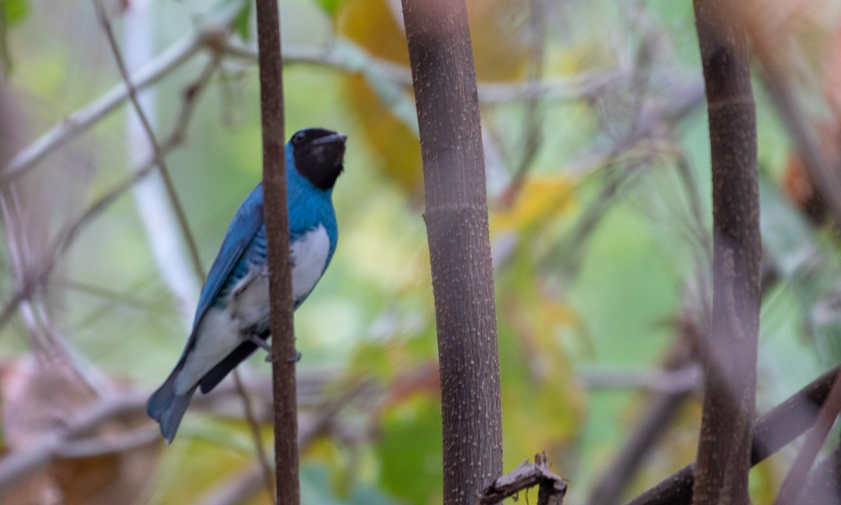 Swallow Tanager - ML107593901