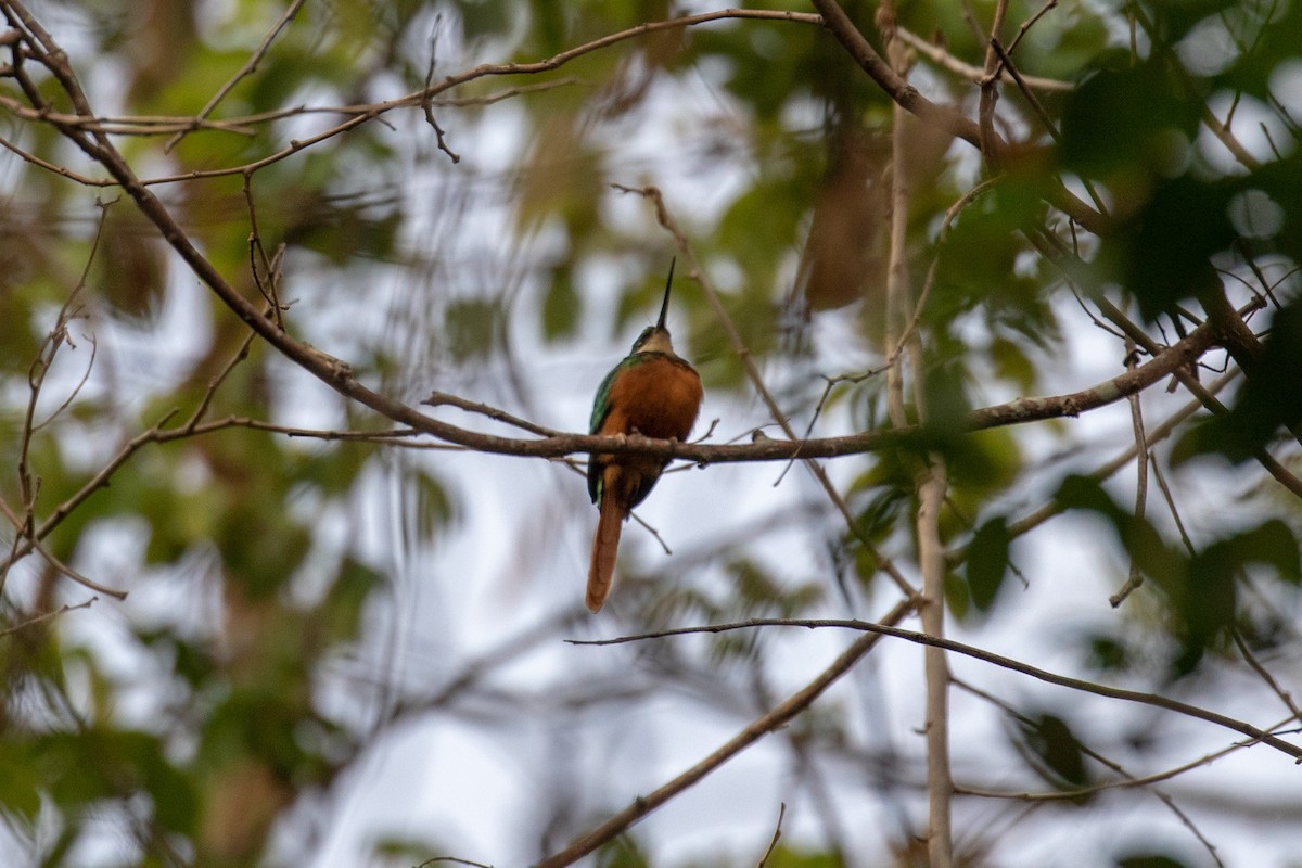 Rufous-tailed Jacamar (Rufous-tailed) - ML107593921